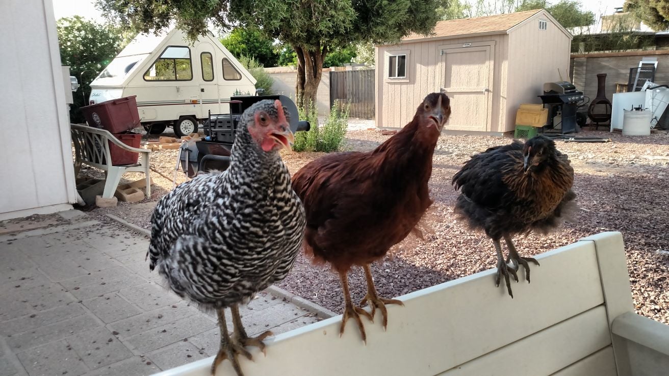 Readers show their chickens